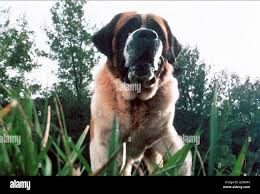 cujo.jpg