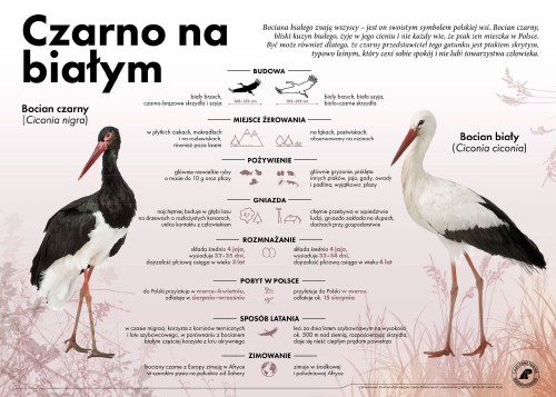 czarnyabialy.jpg