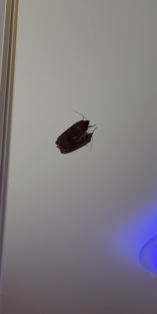 videoframe_2857556.png